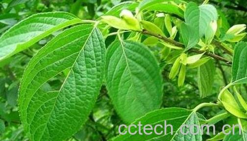 中药杜仲叶的作用及食用方法-0