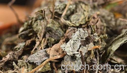 中药苏叶的功效与作用及禁忌-0