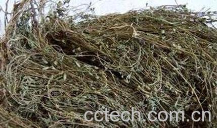 中药鹿舍叶的功效与作用-0