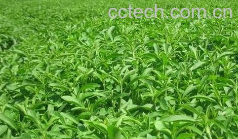 中药甜菊叶的功效与作用-0