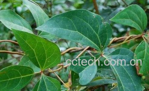 中药红藤的功效与作用及禁忌-0