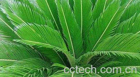 中药铁树叶的功效与作用-0