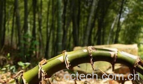 竹子根的功效与作用-0