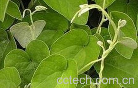 中药猫耳藤的功效与作用-0