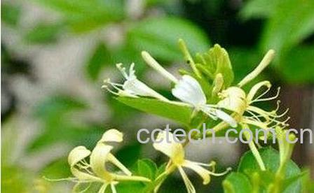 银花的功效与作用-0