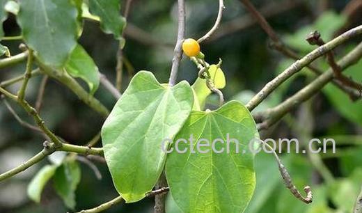 中药宽筋藤的功效与作用-0