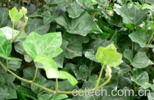 中药络石藤的功效与作用-0