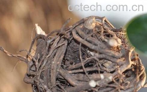 中药春根的功效与作用-0