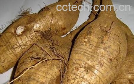 中药葛根的药用价值 -0