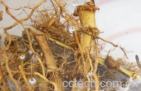 竹根的功效与作用-0