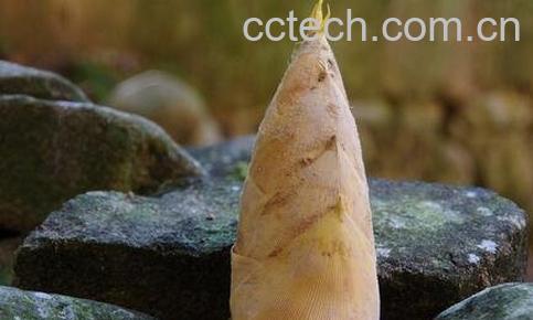 竹暑根的功效与作用-0