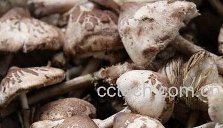中药桦树菇的功效-0