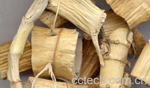 竹茹芦根的功效与作用及禁忌-0