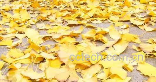 中药银杏叶的作用与功效与作用-0