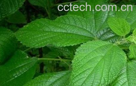 苎麻叶的功效与作用-0