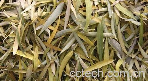 柳叶的药用功效与作用-0