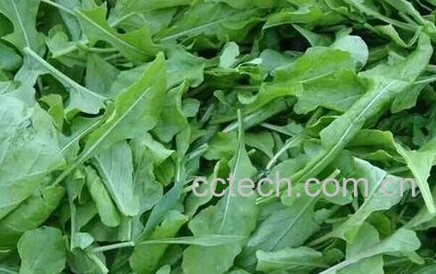 子麻叶的功效与作用-0