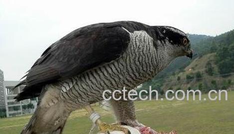 野生老鹰肉的药用价值-0