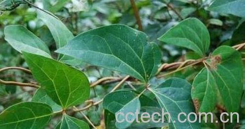 中药蜀红藤的功效与作用-0