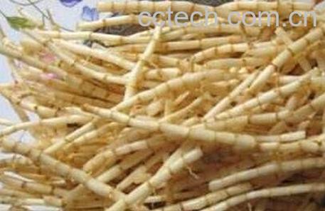 中药白茅根的作用与功效-0