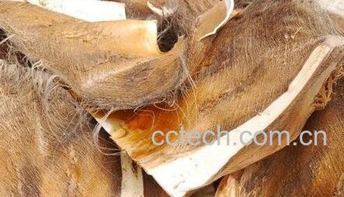 棕榈皮的功效与作用-0