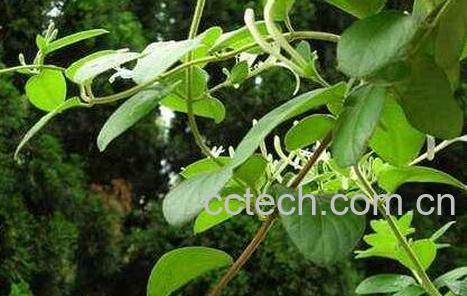 中药忍冬藤的功效与作用及禁忌-0