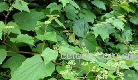  中药野葡萄根的作用-0