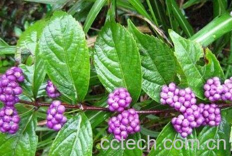 紫竹叶的功效与作用-0