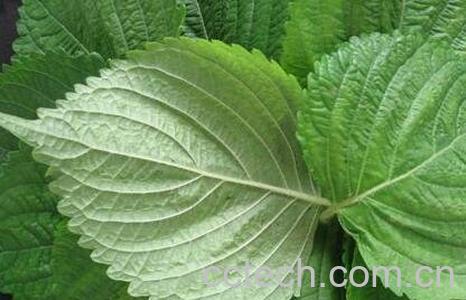 苏子叶的功效与作用-0