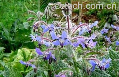 紫草籽的功效与作用-0