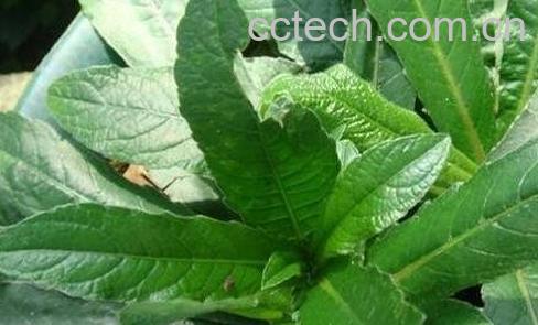 中药草鞋根的功效与作用-0