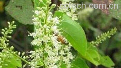 中药乌藤的功效与作用-0