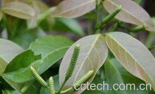 中药脱节藤的功效-0