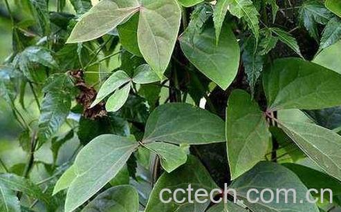  中药血藤的功效与作用-0