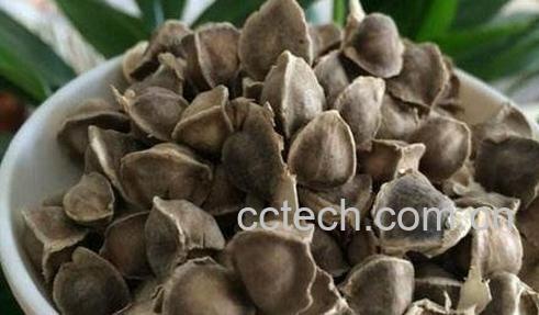 中药辣木籽的作用及食用方法-0