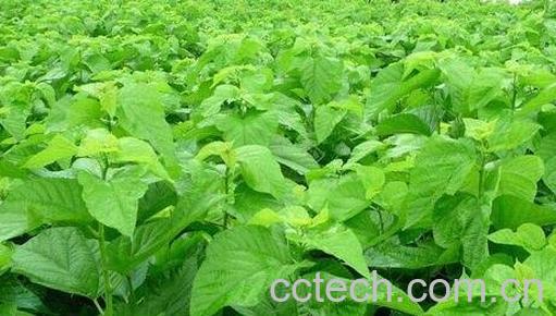 桑叶的药用价值与用法-0