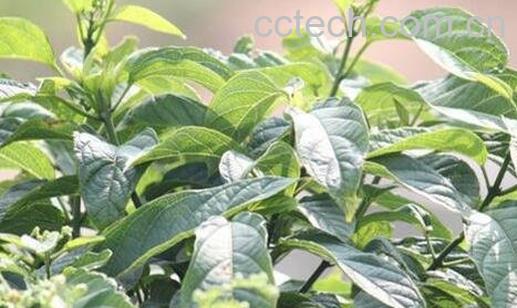 中药大青叶的功效与作用及禁忌-0