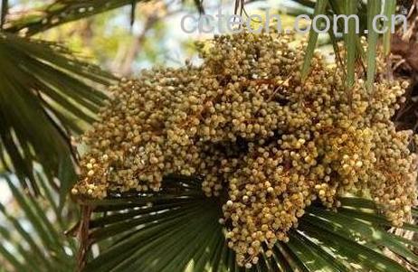 棕树籽的药用价值-0