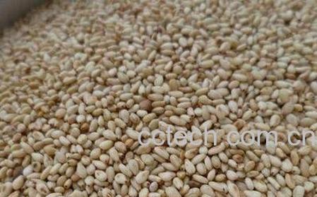 芝麻籽的作用和功效-0