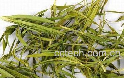 中药淡竹叶的功效与作用及禁忌-0