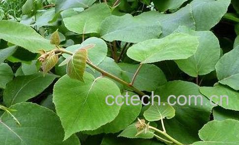 银青叶的功效与作用-0