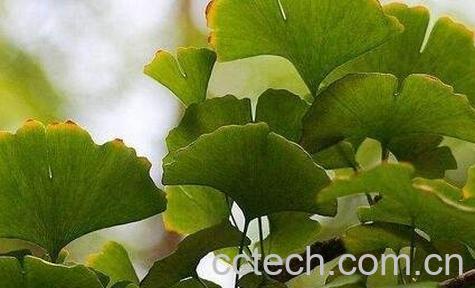 银树叶的功效与作用-0