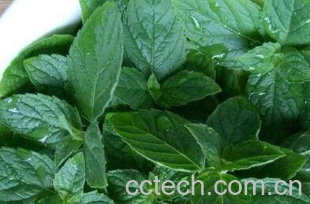 薄荷叶的功效-0