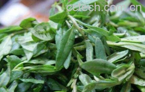枸杞叶的功效与食用方法-0