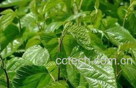  桑叶的功效与作用 桑叶怎么吃好-0