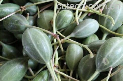 野西瓜籽的作用和功效-0