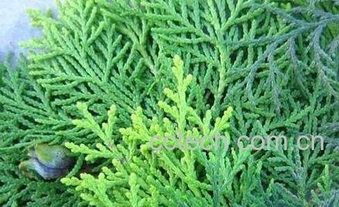 侧柏叶的药用功效-0