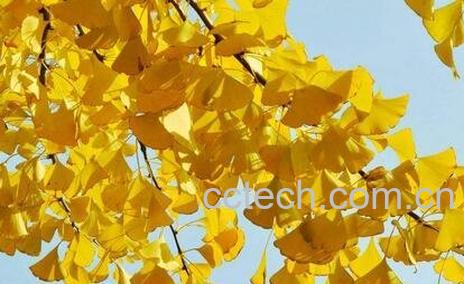 银杏叶的保健功效与作用-0