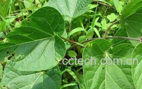 中药夜交藤的功效与作用及禁忌-0