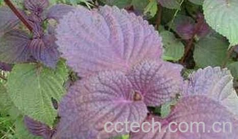 苏叶的功效与作用-0